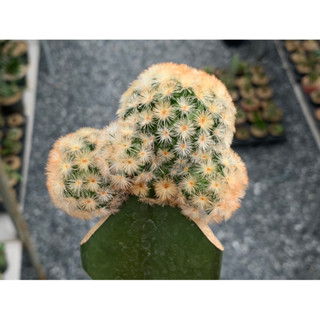 แมมมิลาเรียคามิเน่บุดดา ไม้กราฟ(Mammillaria Carminae Buddha)