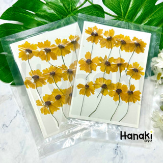 【พร้อมส่ง】ทานตะวันแคระมีก้านทับ ดอกทานตะวัน ดอกไม้จริงทับแห้ง Pressed Flowers💐