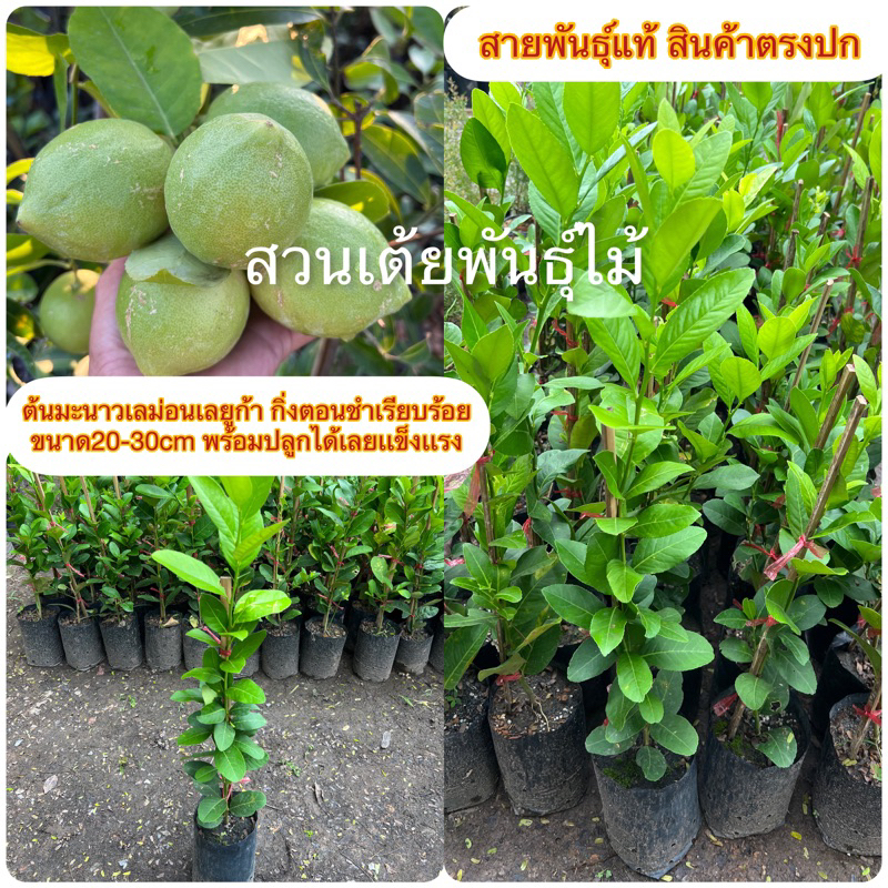 ต้นมะนาวเลม่อนเลยูก้า🍋กิ่งตอนชำเรียบร้อย(ถุงดำ)ขนาด20-30cm พร้อมปลูกได้เลยแข็งแรง