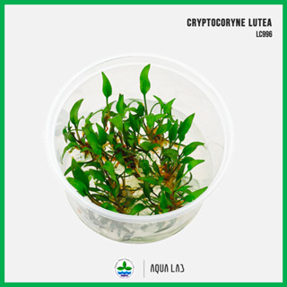 [APC] Cryptocoryne lutea (คริปลูเทีย) [ไม้น้ำ - Aquatic Plants] LC996