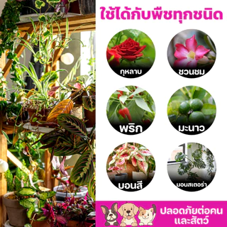 ปุ๋ยไซโตมูลค้างคาว สำหรับไม้ดอก ไม้ประดับ ผักสวนครัว บำรุงต้น บำรุงใบ ดอกสีสวยสด กระตุ้นการแตกราก
