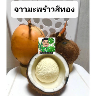 จาวมะพร้าว🥥พวมพร้าว🥥