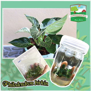 ฟิโลเดนดรอนเบอกิ้น🍀Philodendron brikin☘️เบอกิ้น🔥ไม้เนื้อเยื่อชุด5ต้น