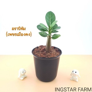 🌱ต้นชวนชม สายพันธุ์อราบิคัม(เพชรเมืองคง) ต้นไม้มงคล [10ฟรี1คละได้] จัดส่งพร้อมกระถาง3นิ้ว