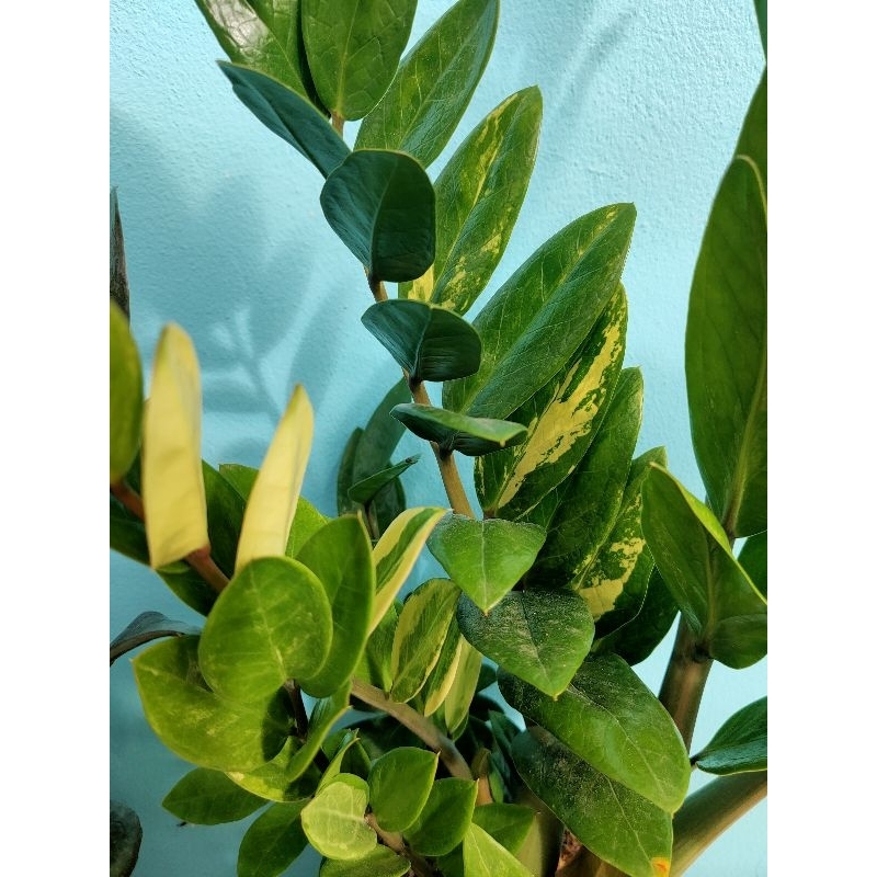 กวักมรกตด่าง ก้านชมพู Zamioculcas Zamiifolia มีหัวโขดทุกต้น ไม้มงคลพันธ์หายาก ด่างชัด ไม้มงคล ไม้ด่าง