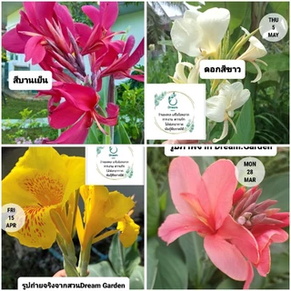 ถูกที่สุด🌷หน่อพุทธรักษา ไม้ดอกทนแดด ไม้ดอกสีสดใส ออกดอกทั้งปี ดูแลง่าย