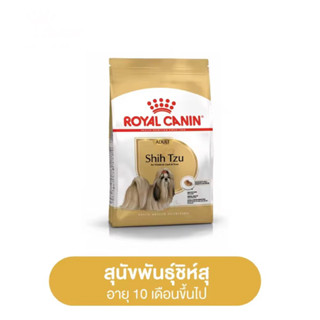 BHN Chihuahua adult 1.5 kg. สุนัขโตสายพันธ์ชิวาวา