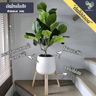 ต้นไม้ปลอมเกรดพรีเมี่ยม ต้นไทรใบสักปลอม" ฟอร์มกิ่ง " 90 cm. (fake tree) ครบชุดพร้อมโชว์