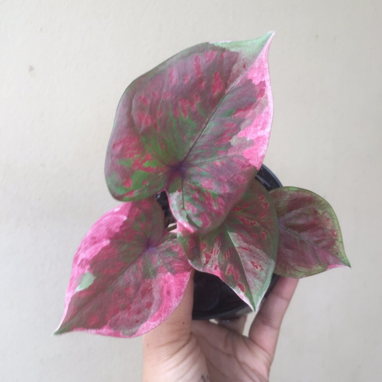 บอนสี ปีศาจแดง กระถาง4นิ้ว