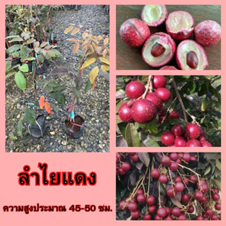 💓ลำไยแดง ทาบกิ่ง💓  🌿รสชาติหวานหอมกรอบรับประทานอร่อยมาก ปลูกง่าย🌿 🌳ความสูง 45-50 ซม.🌳