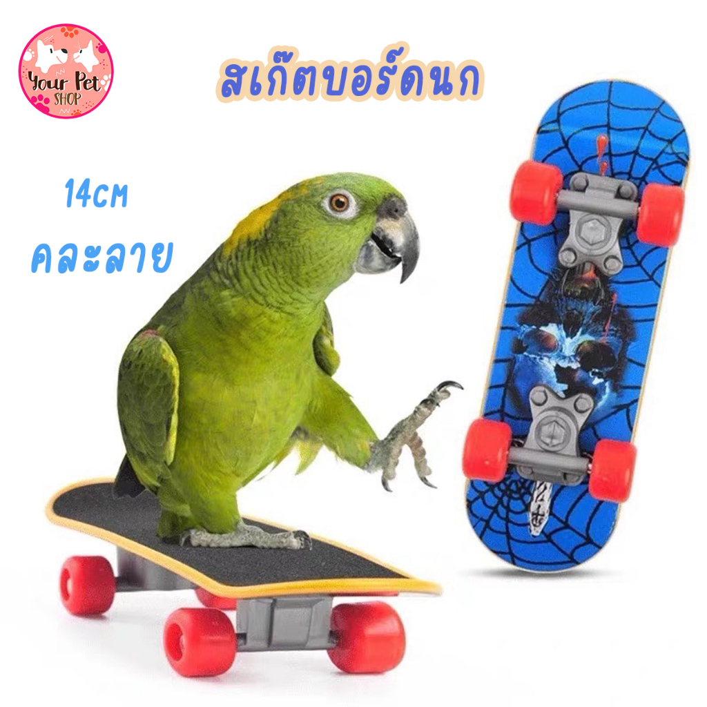 สเก็ตบอร์ดนก Skateboard 14cm ของเล่นนก สเก็ตบอร์ดจิ๋ว ฺBird ฟอพัส หงษ์หยก สร้างทักษะ