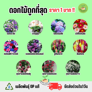 ราคาถูกที่สุด เมล็ดพันธุ์ดอกไม้ประดับราคาถูกที่สุด