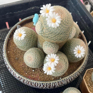 เลนต้า 4.6-5.1 cm Mammillaria Lenta ไม้เมล็ด💯 แคคตัส Craft Cactus🌵🌸 (ส่งถอดกระถาง)