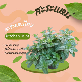 สะระแหน่ สะระแหน่ไทย Kitchen Mint