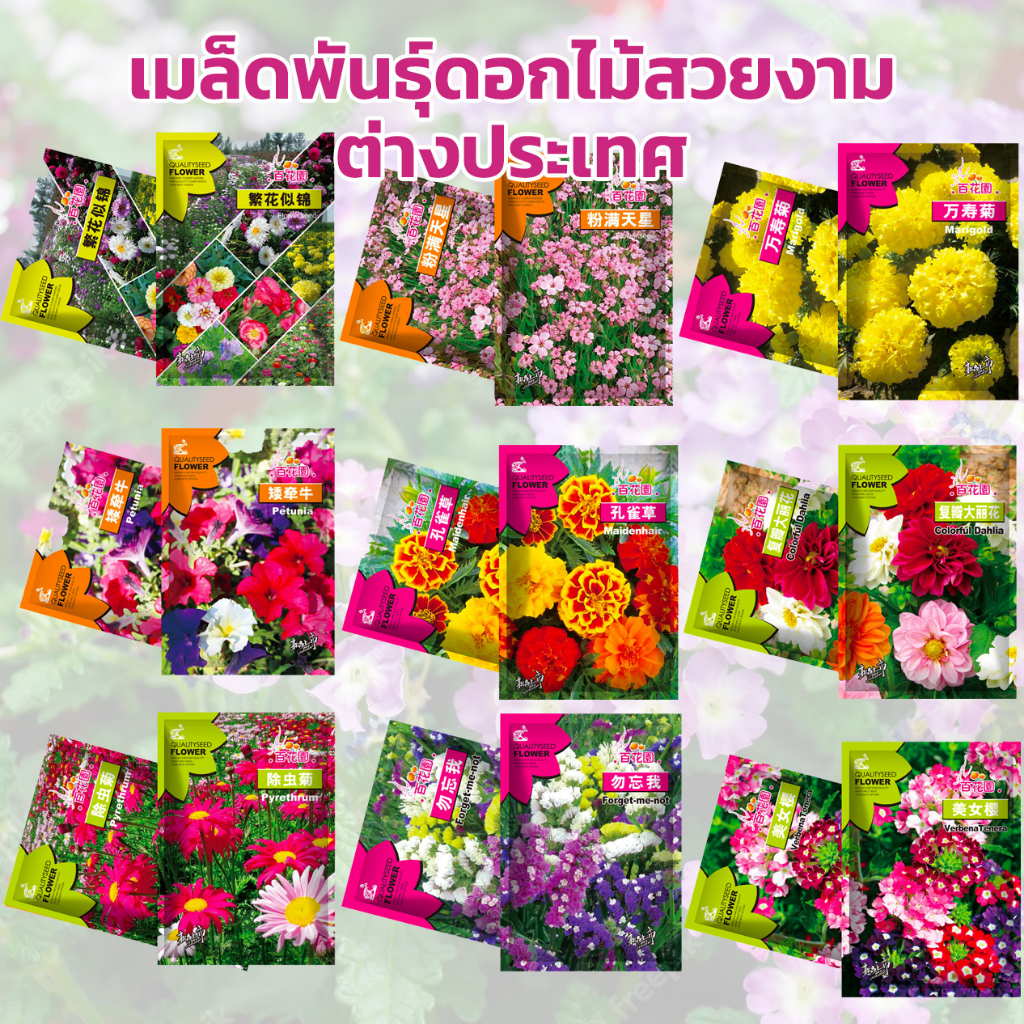 เมล็ดพันธุ์​ดอกไม้ สวยงาม ต่างประเทศ ปลูกง่าย โตเร็ว ดอกสวย บรรจุซองอย่างดี flower seeds
