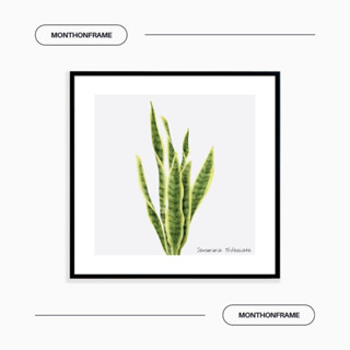 รูปภาพติดผนัง ภาพวาดตกแต่งบ้าน ภาพใบไม้ Sansevieria trifasci พร้อมกรอบและติดที่แขวนเรียบร้อย