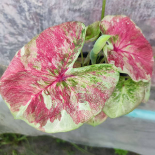 บอนสี เจ้าปอแก้ว แยกหน่อ บอนสีใบกลม Caladium