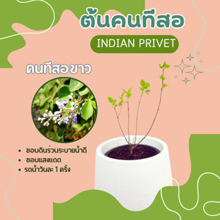 ต้นคนทีสอ ต้นคนทีสอขาว สมุนไพรไทย INDIAN PRIVET, INDIAN WILD PEPER, TREE–LEAVED CHASTE TREE