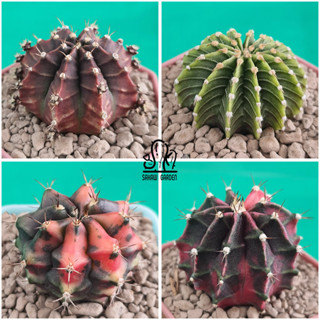 🌵 ยิมโนด่าง ชำหน่อ • Gymnocalycium variegated