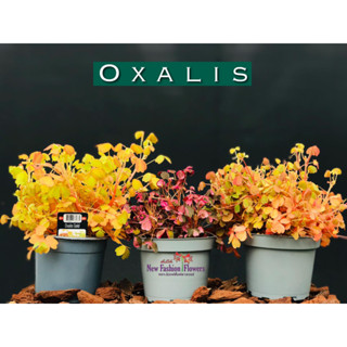 Oxalis ผีเสื้อราตรี นำเข้าทั้งกระถางจากฮอลแลนด์มีให้เลือก 3 สี การันตีสายพันธุ์แท้