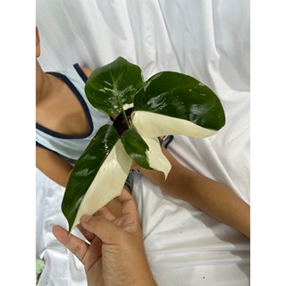 Philodendron White wizard