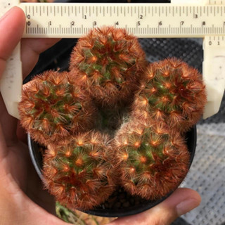 คามิเน่แดงฟอร์มกอสวยๆแน่นกระถาง3” | แคคตัส Cactus | กระบองเพชร