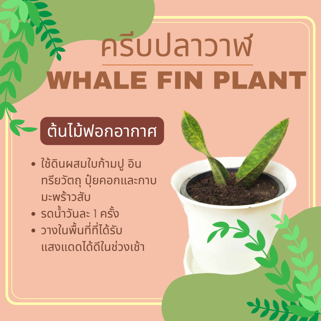 ครีบปลาวาฬ ต้นไม้ฟอกอากาศ whale fin plant
