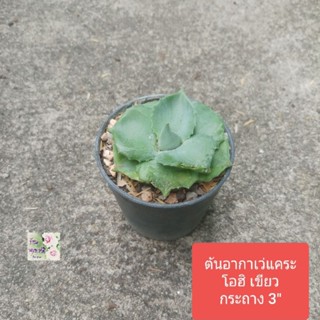 ต้นอากาเว่แคระ โอฮิ สีเขียว อะกาเว่ ไม้อวบน้ำ Ohi Agave กระถาง 3"รูปทรงคล้ายดอกกุหลาบใบเขียวทนแล้ง