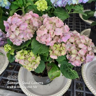 ต้นไฮเดรนเยีย (Hydrangea)