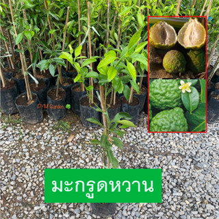 ต้นมะกรูดหวาน มะกรูดหวาน (Sweet kaffir lime) เสียบยอด พันธุ์เเท้ ผลรสหวานให้น้ำเยอะ (รับประกันสินค้า)