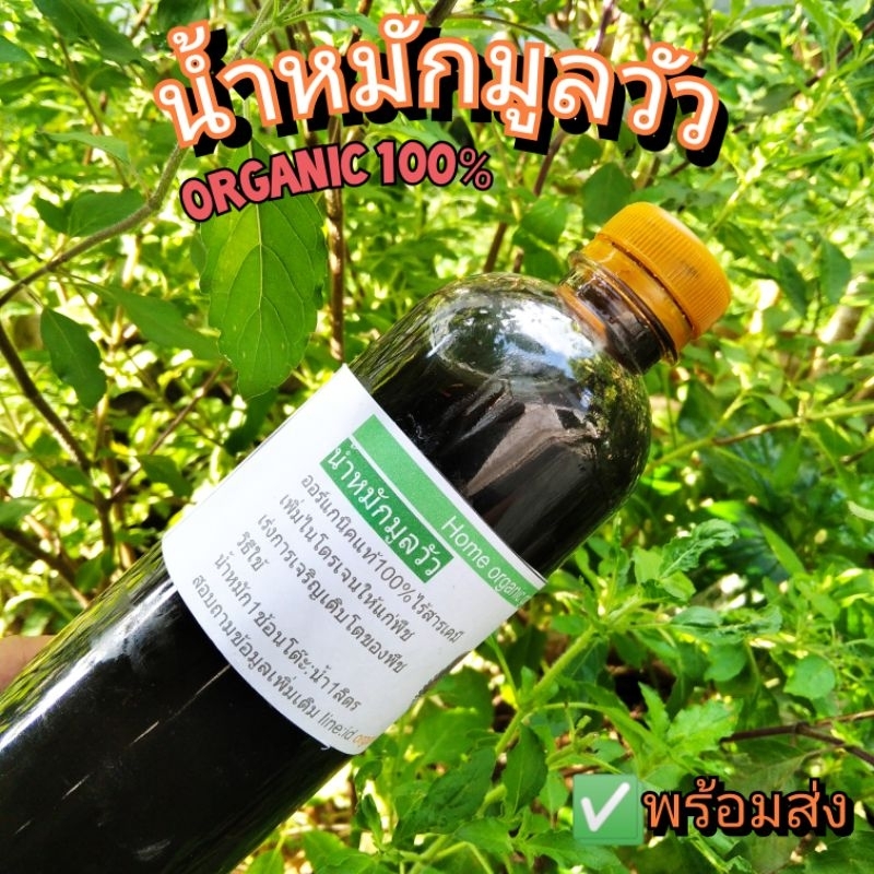 น้ำหมักปุ๋ยคอก (ขี้วัว) ปุ๋ยอินทรีย์ชีวภาพ