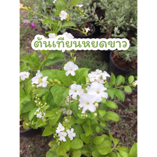 เทียนหยดขาวกระถาง5.5นิ้ว