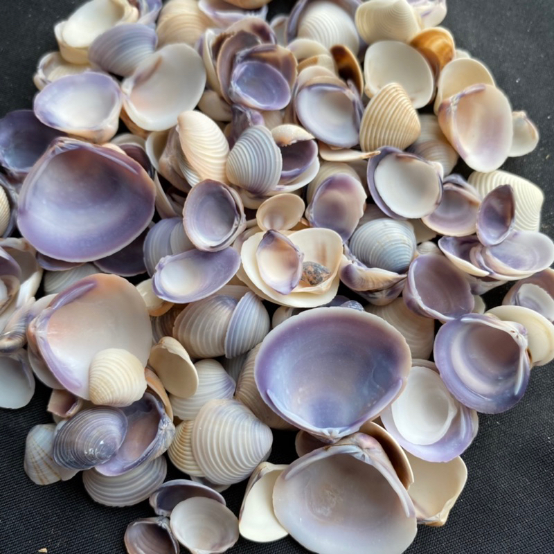 เปลือกหอยสีม่วง 50g ZI CHI purple clam shellวัสดุตกแต่งบ้านจากธรรมชาติจากทะเล 1-2cm