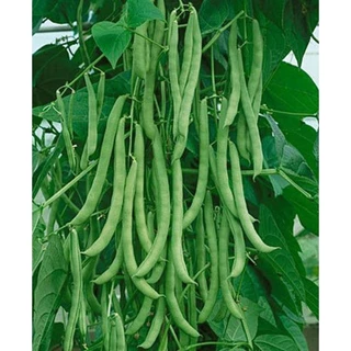 เมล็ดถั่วพุ่ม 20 เมล็ด (5แถม1คละได้)