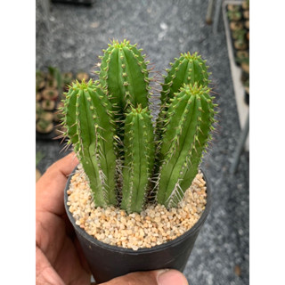 ยูโฟเบียฟรุตติโคซ่า (Euphorbia fruiticosa)