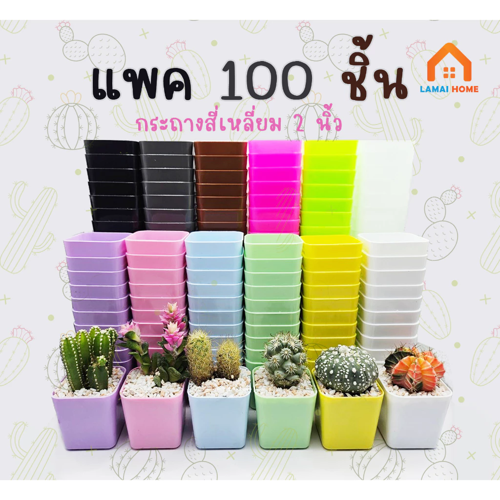 แพ็ค 100 ชิ้น กระถางต้นไม้ กระถางแคคตัส ขนาด 2 นิ้ว