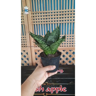 ต้นลิ้นมังกรแคระ ต้นไม้ฟอกอากาศ ต้นไม้มงคล