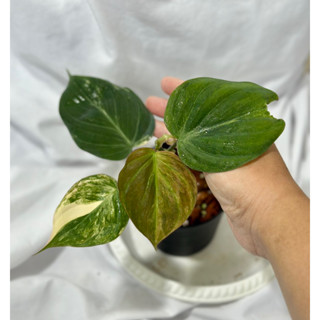 Philodendron micans var/พลูสนิมด่าง