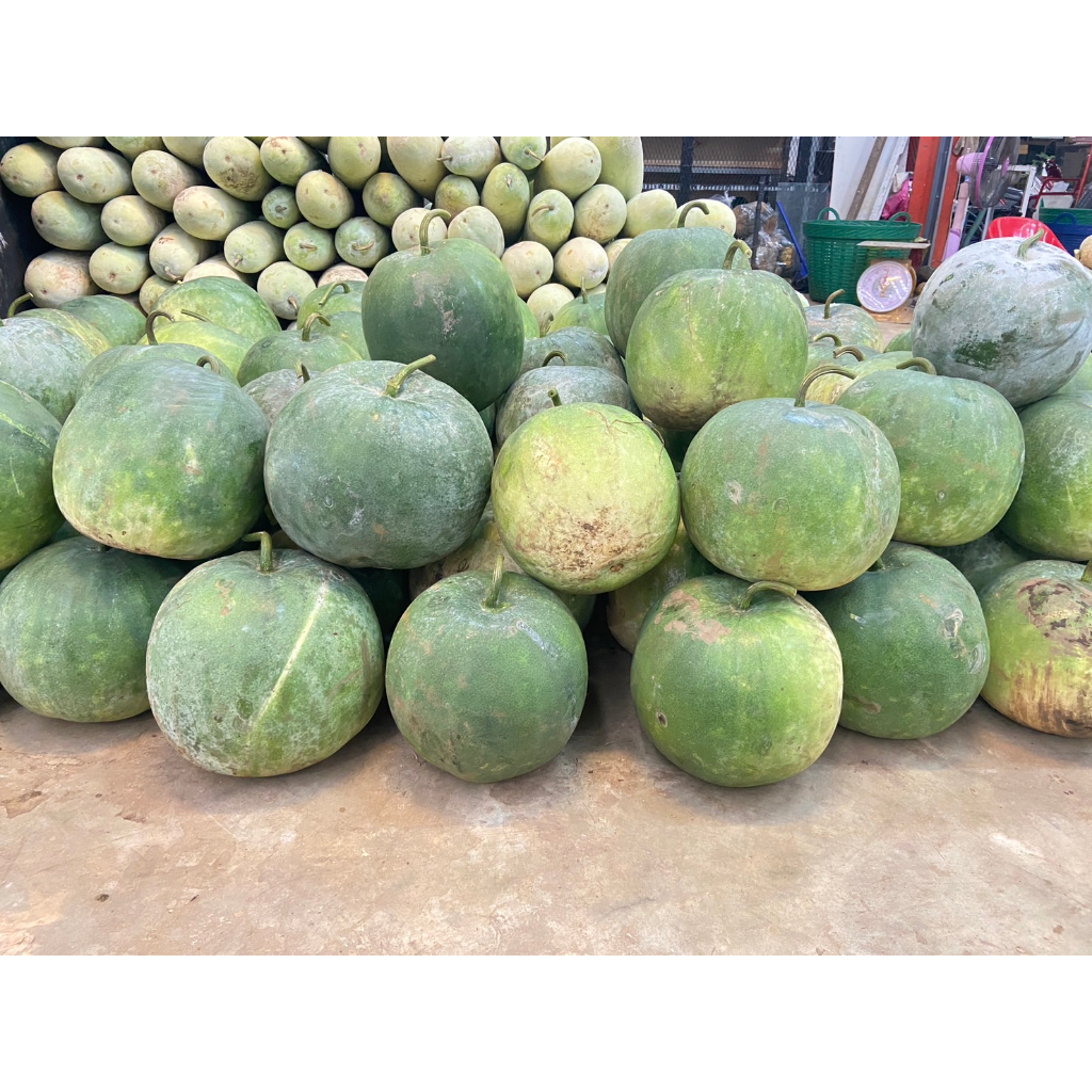 ต้นกล้าฟักหม่น ฟักหอม  กล้าละ 9 บาท ซื้อ 10แถม 2