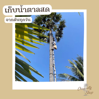 น้ำตาลโตนดเพชรบุรีแท้-ไร่ตาล 500กรัม / 3กระปุก