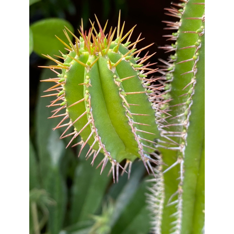 ยูโฟร์เบีย ฟรุติโคซา (Euphorbia fruticosa) เด็ดสดคละขนาด