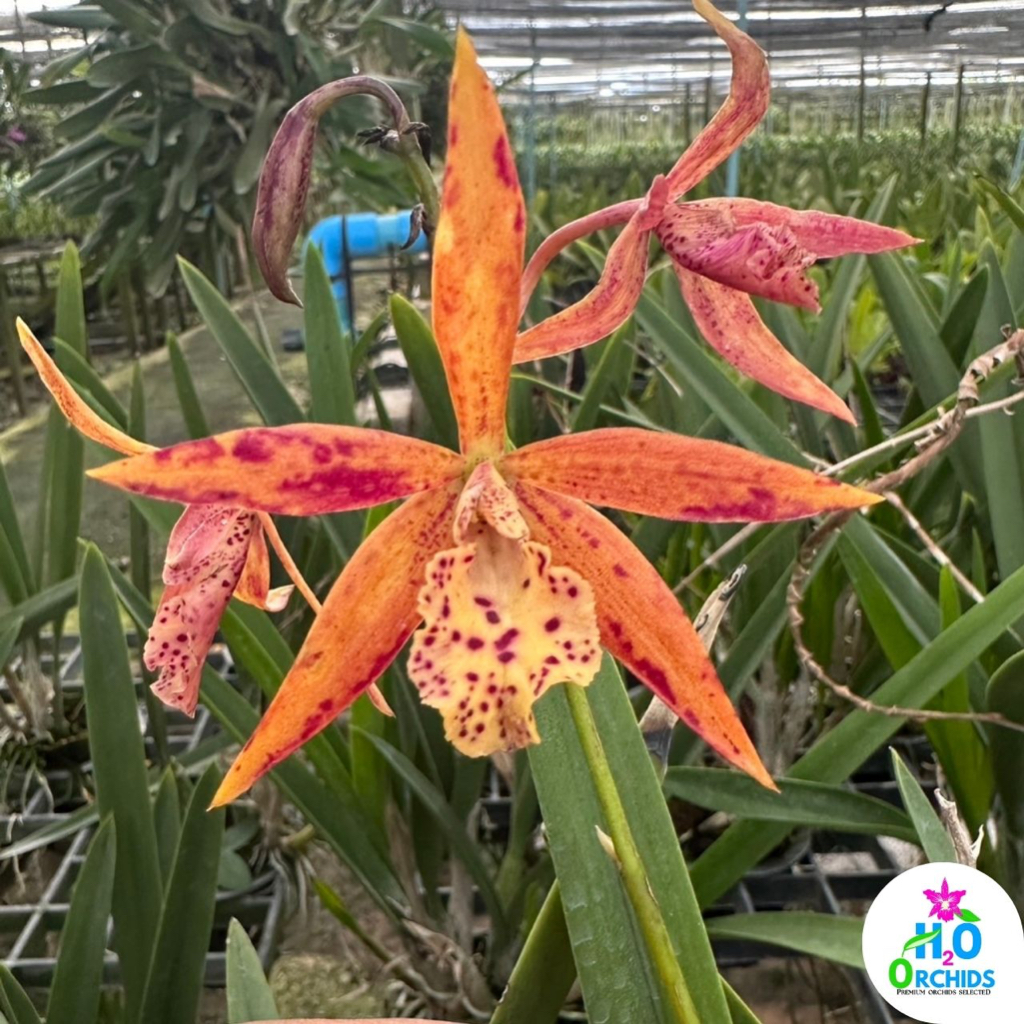 กล้วยไม้ แคทลียาสีส้ม ดอกเล็ก สวยๆ คุณภาพดี - Brassocattleya