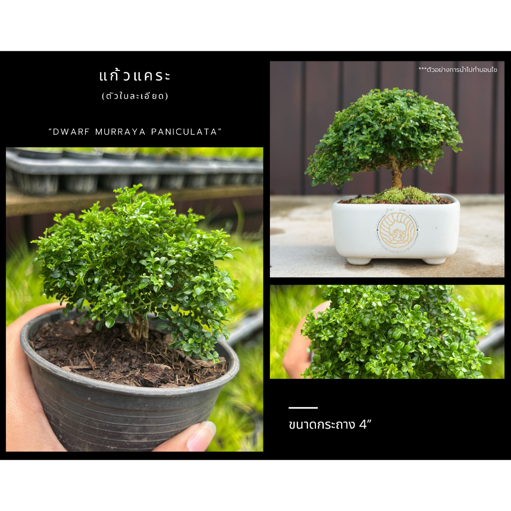 แก้วแคระ ใบละเอียด Dwarf Kamini (Dwarf Murraya Paniculata) ดอกสีขาว บอนไซจิ๋ว mini bonsai