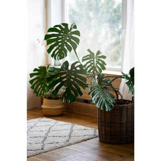 ปุ๋ย ไม้ฟอกอากาศ ไม้มงคล ไม้ด่าง Air Purifying Plants สำหรับไม้ใบ ทุกชนิด #บอน #ฟิโล #มอนสเตอร่า