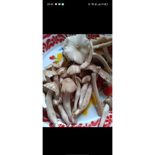 เชื้อเห็ดโคน ทำจากจาวปลวก ดอกใหญ่ราดเชื้อได้ทั้งปี ถูกที่สุด เก็บเห็ดจริงมีคลิปยูทูปช่องฟาร์มตานายาย มีวิธีเพาะให้ ง่ายๆ