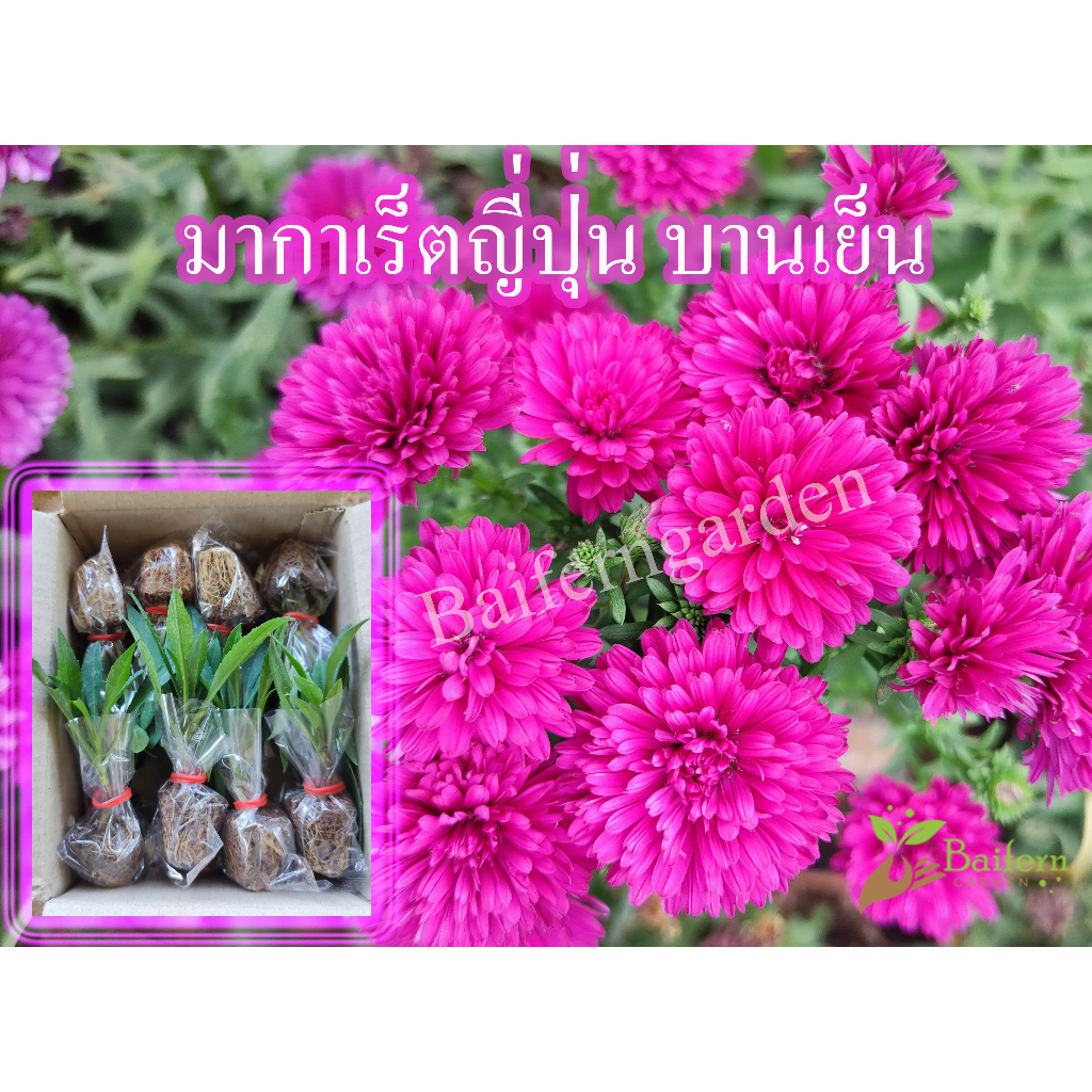 ต้นกล้าดอกมากาเร็ญี่ปุ่นสีบานเย็น-แดง ดอกไม้กินได้ พร้อมปลูก