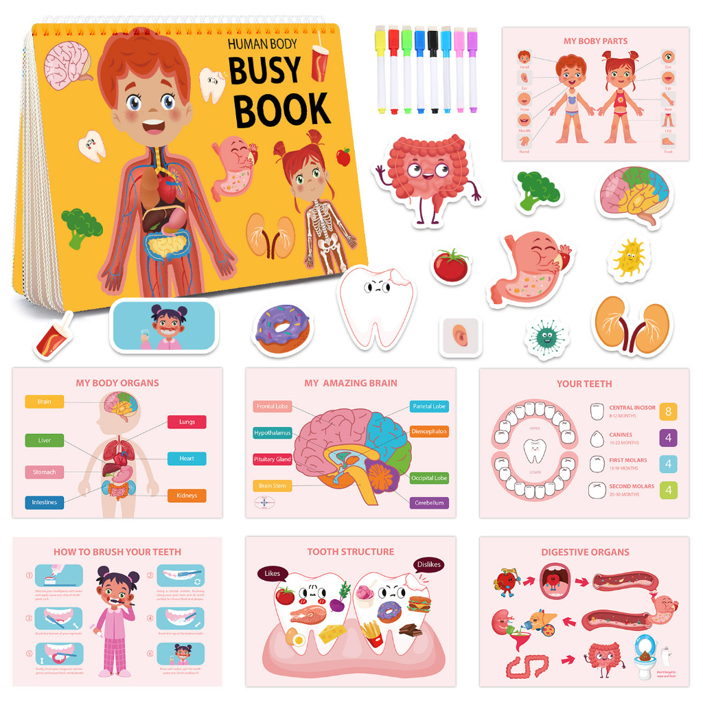 หนังสือภาพ สมุดกิจกรรม Human Body - Busy Book