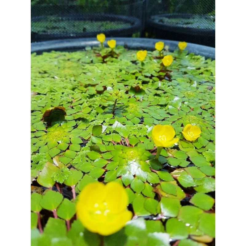 Yellow &กระจับดอกสีเหลืองพันธ์ดอกดก