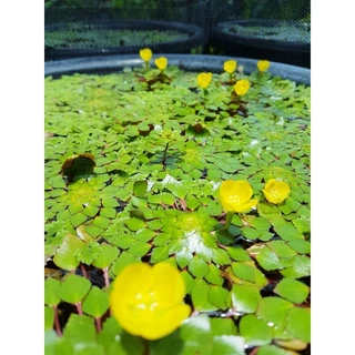 Yellow &กระจับดอกสีเหลืองพันธ์ดอกดก