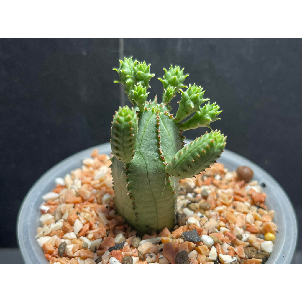 ยูโฟเบียนักกล้าม (Euphorbia Pseudo Globosa )